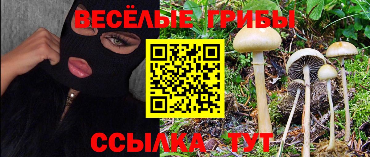 Псилоцибиновые грибы Psilocybine cubensis Калининград